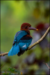 White-throated kingfisher (Halcyon smyrnensis) 