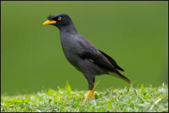 Javan Myna (Acridotheres javanicus) 