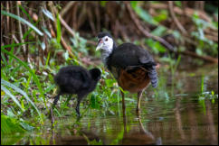 White-breasted waterhen (Amaurornis phoenicurus) 