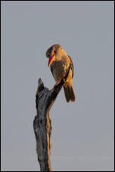 Brown-hooded Kingfisher (Halcyon albiventris), Kruger National Park 