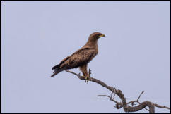 Lesser spotted eagle (Clanga pomarina)  