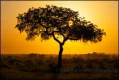 Sunrise in the Kruger National Park 