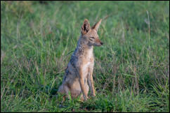 Black-backed Jackal (Lupulella mesomelas), Kruger National Park