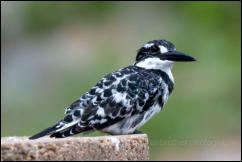 Pied Kingfisher (Ceryle rudis), Kruger National Park 