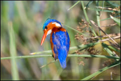 Malachite Kingfisher (Alcedo cristata), Kruger National Park 