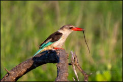 Brown-hooded Kingfisher (Halcyon albiventris), Kruger National Park 
