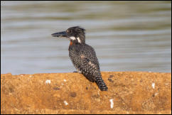 Giant Kingfisher (Megaceryle maxima), Kruger National Park 
