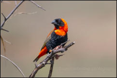 Southern red bishop (Euplectes orix), Rietvlei nature reserve 
