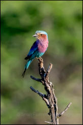 Lilac breasted Roller (Coracias caudatus) 