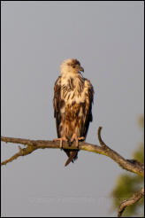 African Fish Eagle (Haliaeetus vocifer) 
