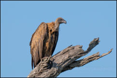 White-backed Vulture (Gyps africanus)  