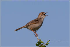 Rattling cisticola (Cisticola chiniana)  