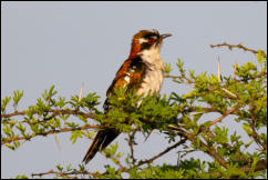 Diederik cuckoo (Chrysococcyx caprius)  