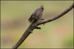 Speckled mousebird (Colius striatus)  