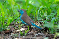 Blue waxbill (Uraeginthus angolensis)  