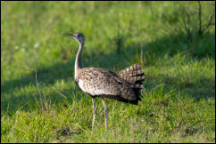 Black-bellied bustard (Lissotis melanogaster)  