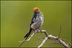 Lesser striped swallow (Cecropis abyssinica)  