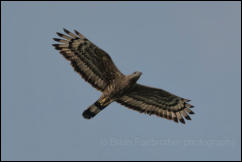 Oriental Honey Buzzard (Pernis ptilorhynchus), Khao Yai National Park.  