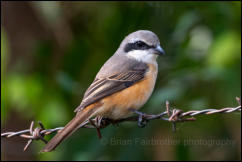 Grey-backed shrike (Lanius tephronotus), Khao Yai National Park. 