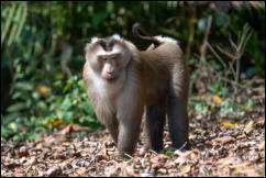 Northern pig-tailed macaque, Khao Yai National Park. 