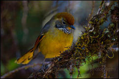 Bar-throated minla (Actinodura strigula), Doi Inthanon National Park. 