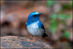 Hainan blue flycatcher (Cyornis hainanus), Kaeng Krachan National Park 