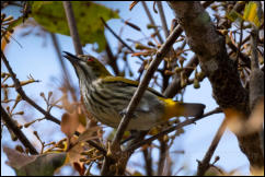 Yellow-vented flowerpecker (Dicaeum chrysorrheum), Khao Yai National Park.  