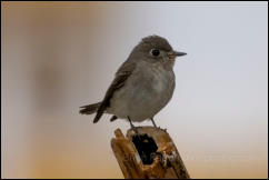 Asian brown flycatcher (Muscicapa dauurica), Kaeng Krachan National Park. 