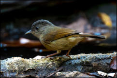 Brown-cheeked fulvetta (Alcippe poioicephala), Kaeng Krachan National Park. 