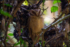 White-fronted scops owl (Otus sagittatus), Kaeng Krachan National Park. 