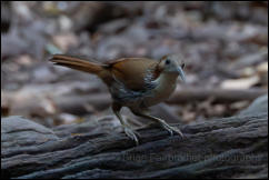 Large scimitar babbler (Erythrogenys hypoleucos), Kaeng Krachan National Park.  