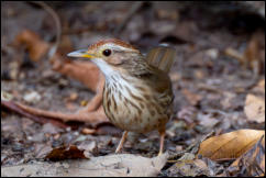 Puff-throated Babbler (Pellorneum ruficeps), Kaeng Krachan National Park. 
