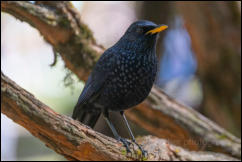 Blue whistling thrush (Myophonus caeruleus), Doi Inthanon National Park. 
