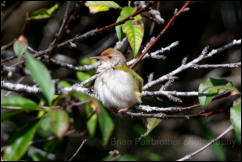 Common tailorbird (Orthotomus sutorius), Doi Inthanon National Park.  