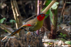 Scarlet-faced liocichla (Liocichla ripponi), Chiang Mai. 