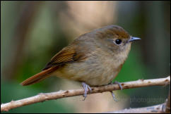 Slaty-blue flycatcher (Ficedula tricolor), Chiang Mai.