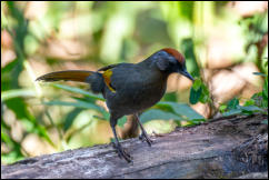 Silver-eared laughingthrush (Trochalopteron melanostigma), Chiang Mai.  