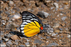 Red-spot Sawtooth (Prioneris philonome) Kaeng Krachan National Park, Phetchaburi Province. 