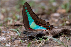 Common Bluebottle (Graphium sarpedon) Kaeng Krachan National Park, Phetchaburi Province.  