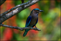 Indochinese roller (Coracias affinis), Bangkok.  