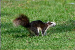 Finlayson's squirrel (Callosciurus finlaysonii), Bangkok.  