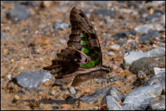 Tailed Jay (Graphium agamemnon) Kaeng Krachan National Park, Phetchaburi Province.  