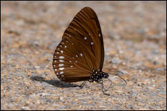 Common Crow (Euploea core) Kaeng Krachan National Park, Phetchaburi Province.  