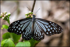 Glassy Tiger (Ideopsis vulgaris) Kaeng Krachan National Park, Phetchaburi Province.  