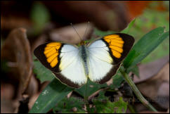 Yellow Orange Tip (Ixias pyrene) Kaeng Krachan National Park, Phetchaburi Province.  
