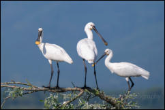  Eurasian Spoonbills (Platalea leucorodia), Lake Kerkini National Park, Central Macedonia.