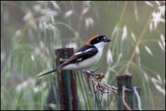 Woodchat shrike (Lanius senator), Lake Kerkini National Park, Central Macedonia. 