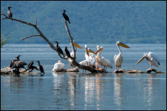 Great white pelicans (Pelecanus onocrotalus) and Great Cormorants (Phalacrocorax carbo), Lake Kerkini National Park, Central Macedonia. 