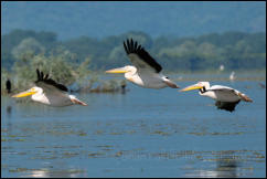 Great white pelicans (Pelecanus onocrotalus), Lake Kerkini National Park, Central Macedonia. 