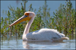 Great white pelican (Pelecanus onocrotalus), Lake Kerkini National Park, Central Macedonia. 